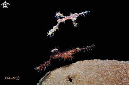 A ghostpipe fish