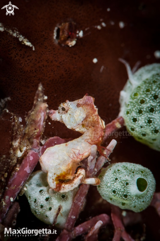 A pigmy sea horse ponthoi  