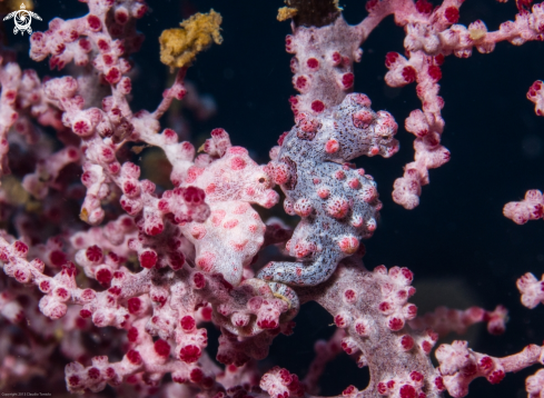 A Pygmy Seahorses