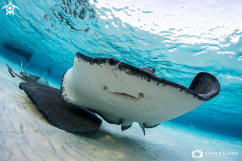 A stingray