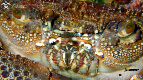 A Eriphia verrucosa | Crabe