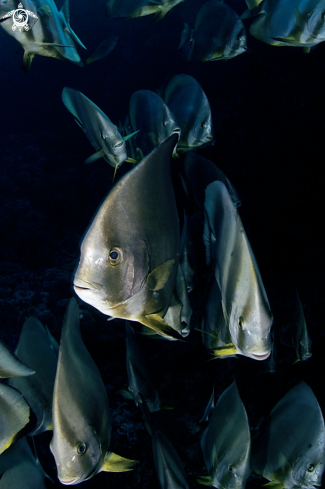 A Batfish