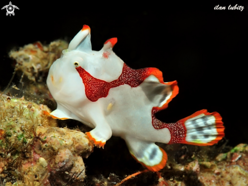 A Antennarius maculatus | frogfish