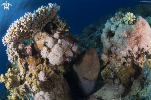 A Moray