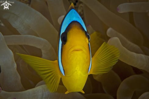 A Anemone clownfish