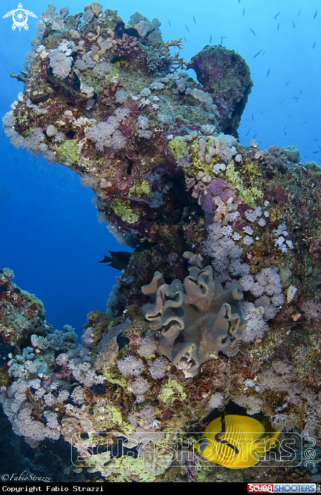 A Reef 