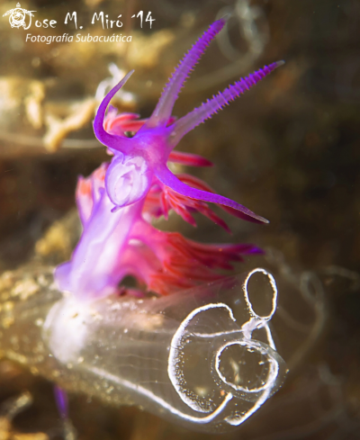 A Flabellina Affinis | Flabellina Affinis