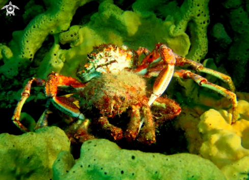 A Leptomithrax gaimardii | Spider Crab
