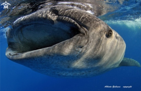 A Whale shark