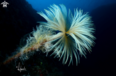 A Sabella spallanzani | Spirografo