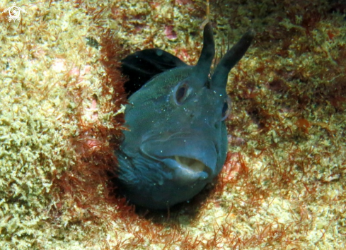 A Parablennius tasmanianus | Tasmanian Blenny