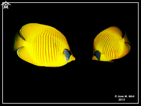 A Chaetodon Semilarvatus | Pez Mariposa