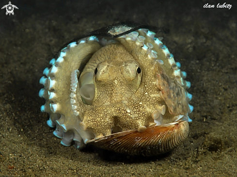 A Octopus marginatus | Octopus