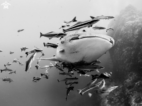 A Whale Shark