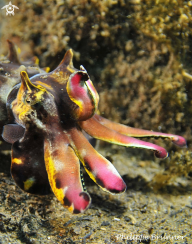 A Flamboyant cuttlefish