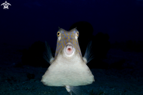 A  trunkfish 