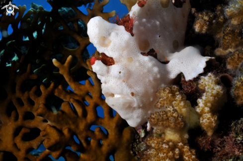 A Frogfish