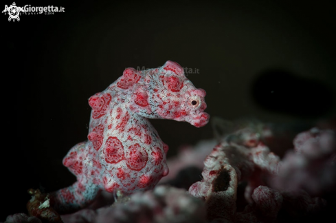 A pigmy sea horse bargibanti