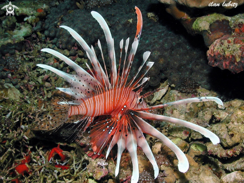 A Pterois volitans | lion fish