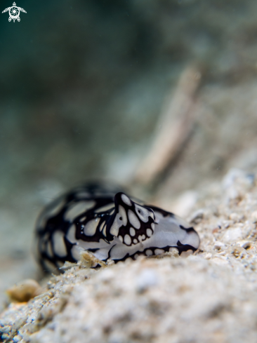 A Philinopsis pilsbry | Head Sheild Slug