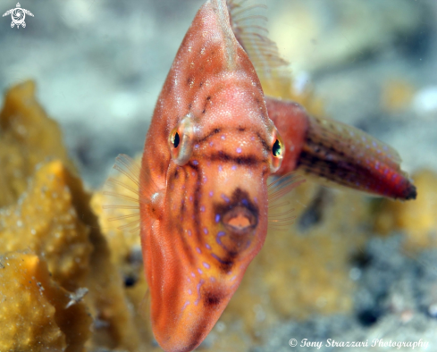 A Pygmy leatherjacket