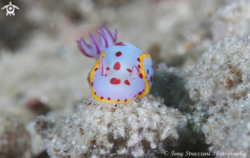 A Hypselodoris bennetti | Bennett's Hypselodoris