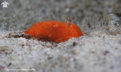 A Rostanga arbutus | Red Rostanga