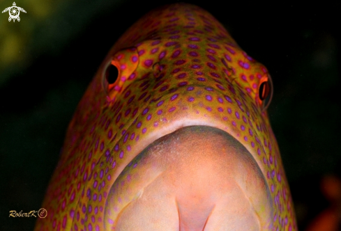 A grouper