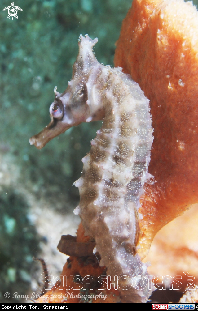 A White's seahorse
