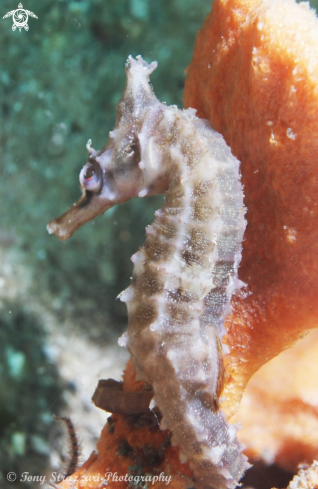 A White's seahorse