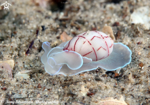 A Bullina lineata | Lined Bubble-shell