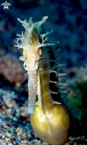 A sea horse