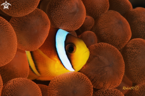 A Clownfish