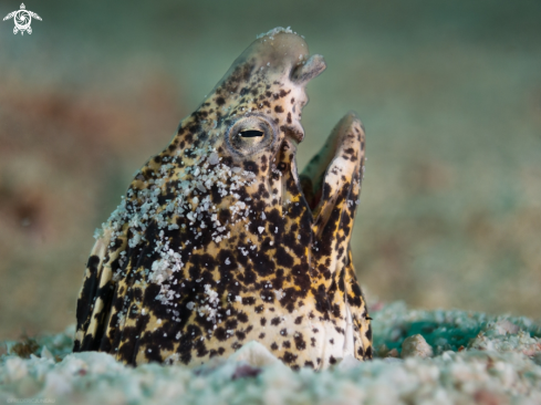 A Marbled Snake Eel