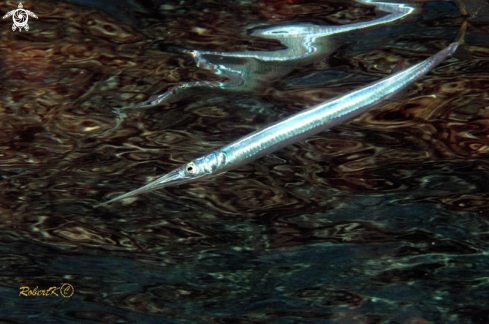 A spearfish