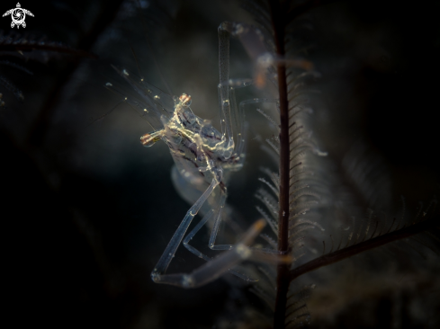 A Black and Silver Cuapetes Shrimp