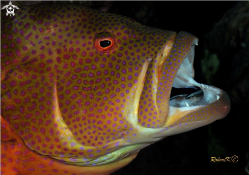 A grouper & cleaning fish