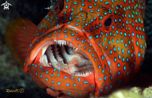 A grouper & cleaning shrimp