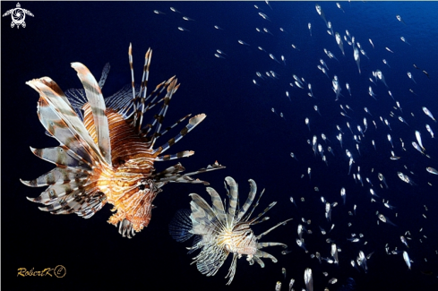 A Lionfish