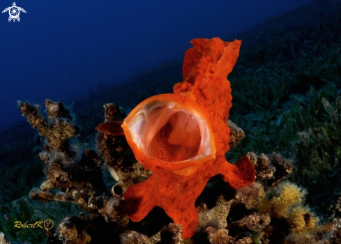 A Frogfish