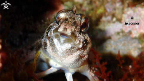 A Lipophrys trigloides | Blennie trigloïde