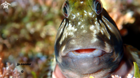 A Scartella cristata | Molly Miller