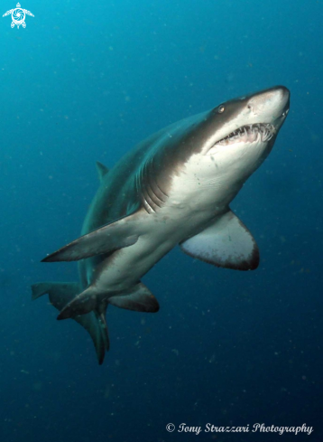 A Grey Nurse Shark (Sand Tiger, Ragged Tooth)