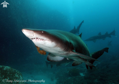 A Grey Nurse Shark (Sand Tiger, Ragged Tooth)