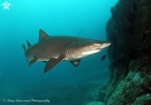 A Grey Nurse Shark (Sand Tiger, Ragged Tooth)