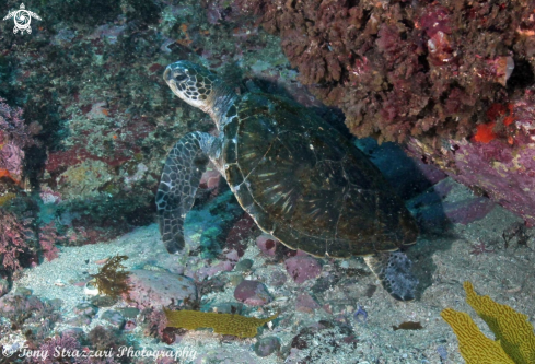 A Chelonia mydas | Green turtle