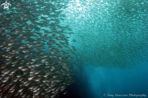 A Pempheris multiradiata | Common Bullseye