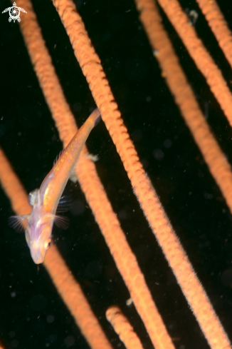 A Whip coral goby