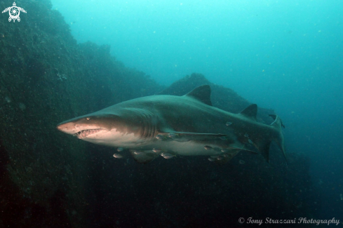 A Grey Nurse Shark (Sand Tiger, Ragged Tooth)