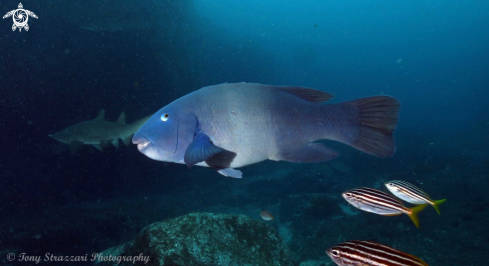 A Achoerodus viridis | Eastern Blue Wrasse